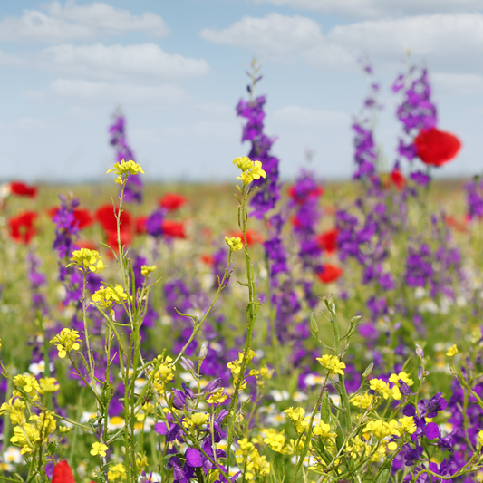 Celebrating World Plant Power Day 2025