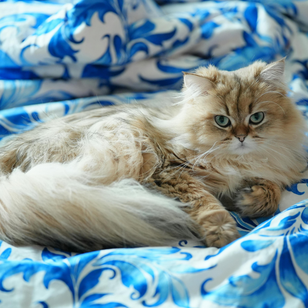 A cat on a bed for a blog on essential oils safety