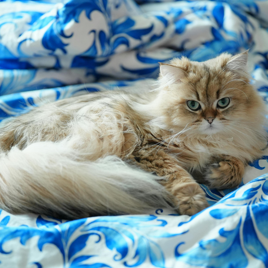 A cat on a bed for a blog on essential oils safety