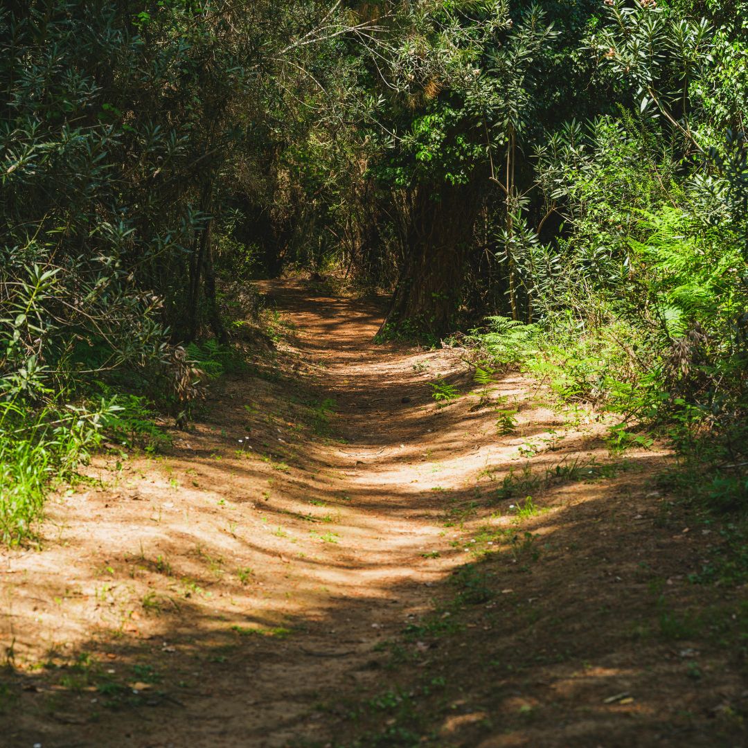 Mystic Nomad Woodland Walk aromatherapy candle inspired by a peaceful forest, made with natural wax and pure essential oils