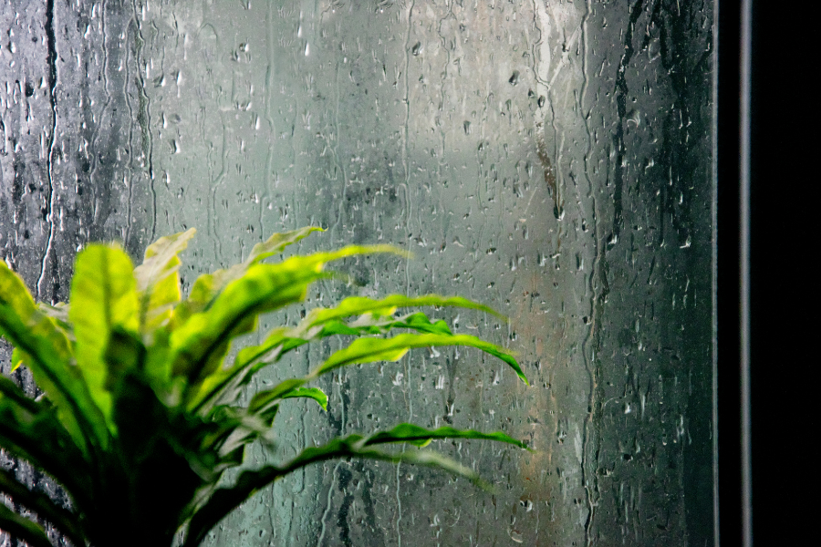 plant in a window to represent mystic nomad aromatherapy brand and a connection to wellbeing through nature